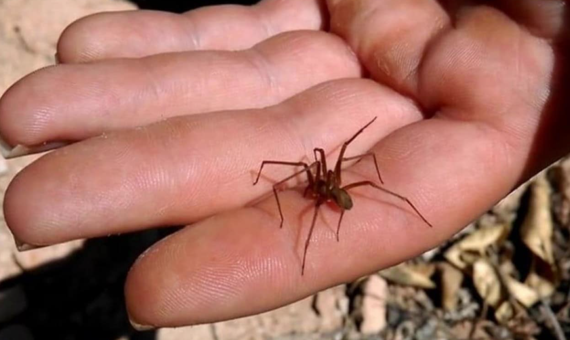 Muere hombre por picadura de araña en Guadalajara